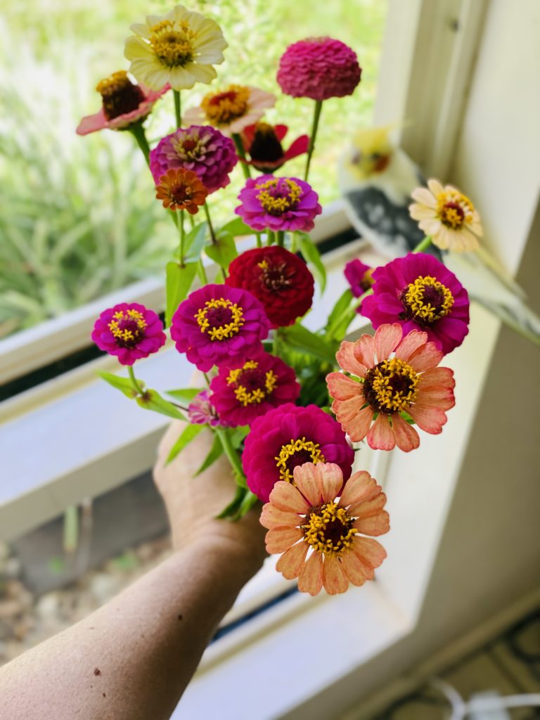 Zinnias, Quirky Cooking